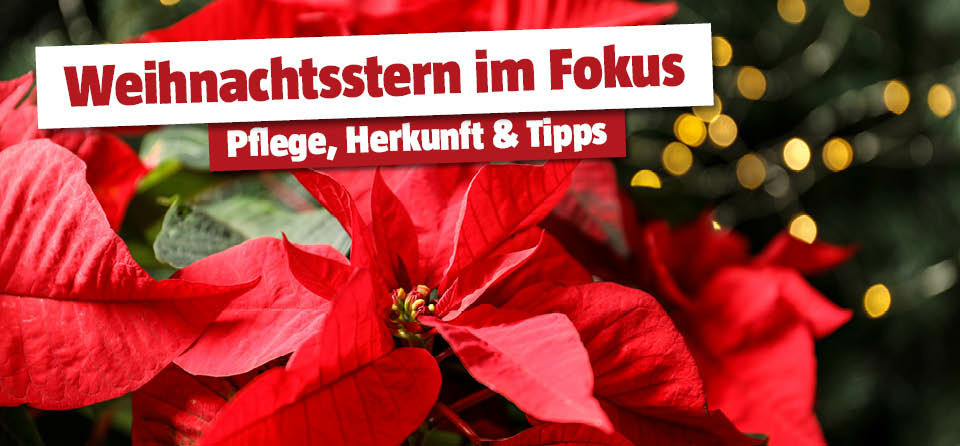 Alles zum Weihnachtsstern