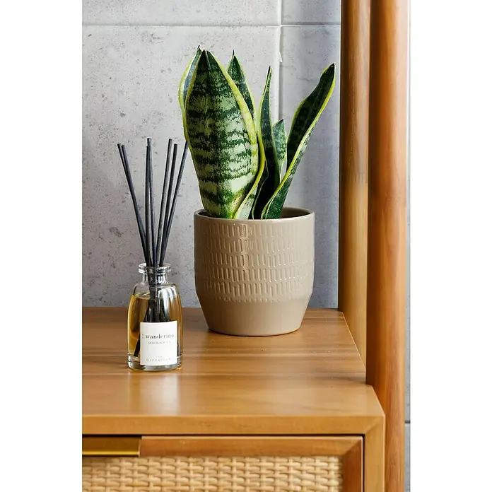 Nmc Decoflair Wandpaneel - Beton Light, 100 x 50 cm, Kunststoff - Zimmerpflanze Sansevieria im beigen Topf und Duftstäbchen auf einem Holzmöbel.