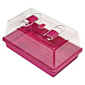 Floraworld Zimmergewächshaus (38 x 24 x 12,5 cm, Fuchsia)