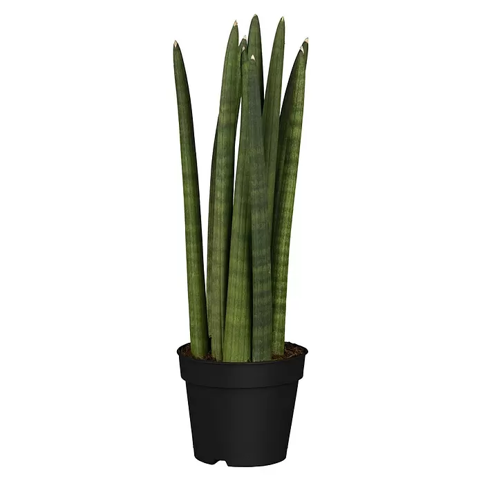 Piardino Bogenhanf Rocket - Sansevieria cylindrica 'Rocket', Topfgröße: 13 cm, Gelb-Grün - Eine Sansevieria cylindrica (Bogenhanf) mit grünen, aufrechten zylindrischen Blättern in einem schwarzen Blumentopf.