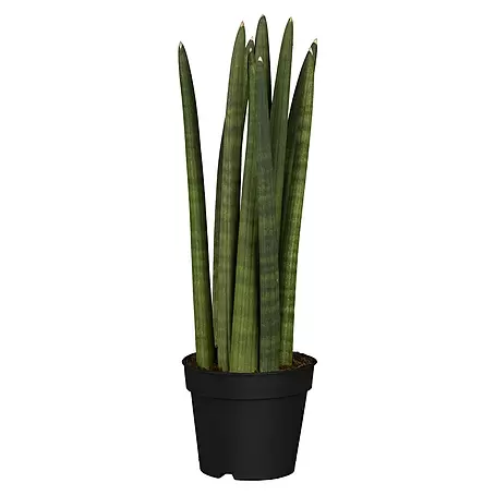 Piardino  Bogenhanf Rocket