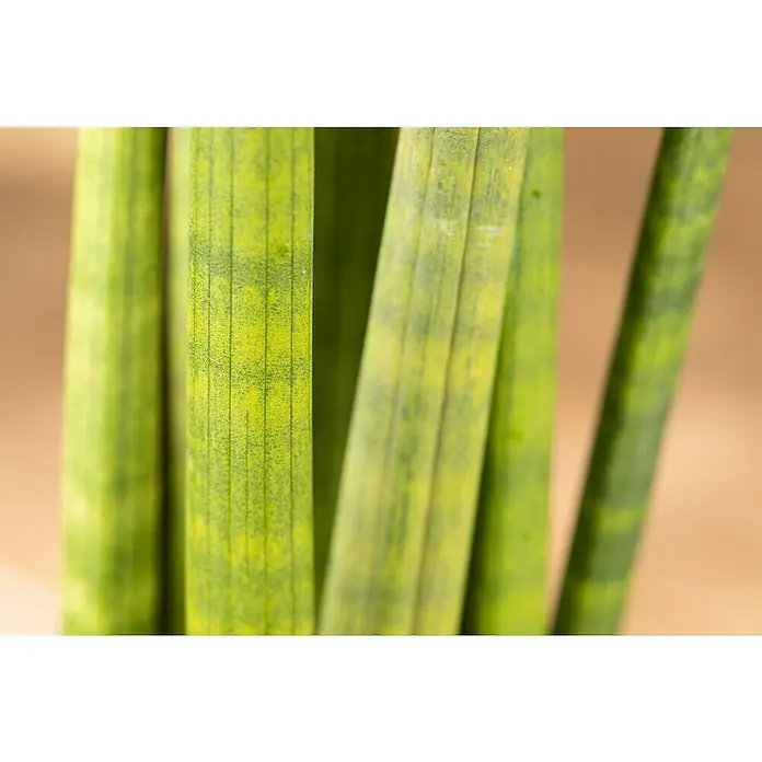 Piardino Bogenhanf RocketSansevieria cylindrica 'Rocket', Topfgröße: 13 cm, Gelb-Grün - Nahaufnahme von Lanzen-Bogenhanf, Zimmerpflanze mit grün-gelben, zylindrischen Blättern und feinen horizontalen Linien.