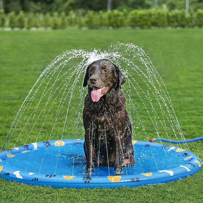 Bestway Wassermatte Pfote - Durchmesser: 147 cm, PVC - Ein brauner Labrador sitzt in einem blauen Planschbecken mit Wassersprinklern und genießt die Abkühlung. Ideal für Hunde im Sommer!