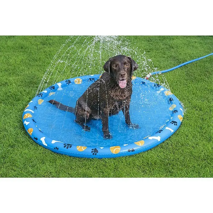 Bestway Wassermatte Pfote - Durchmesser: 147 cm, PVC - Nass und glücklich: Ein brauner Labrador Retriever genießt eine erfrischende Dusche in einem blauen Hundepool mit Wassersprinkler.