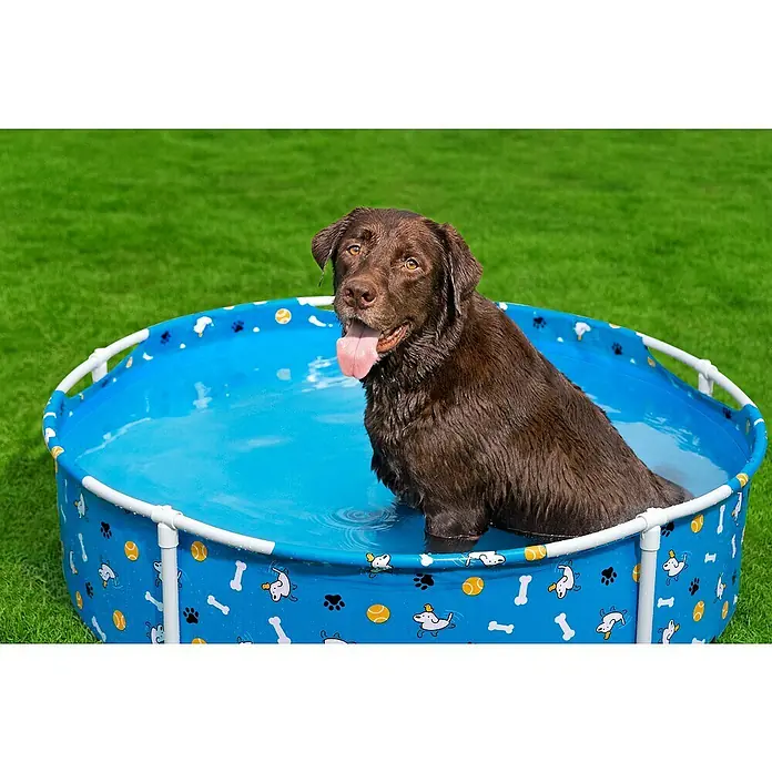 Bestway Frame-Pool Pfote für Haustiere - Ø x H: 122 cm x 30,5 mm, Blau, 292 l - Ein brauner Labrador Retriever sitzt in einem blauen Hundepool mit niedlichen Motiven an einem sonnigen Tag im Garten.