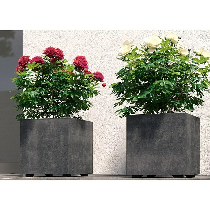 Deroma Millennium Pflanzkasten - Außenmaß (L x B x H): 25 x 25 x 25 cm, Kunststoff, Anthrazit - Zwei Betonpflanzgefäße mit üppigen Blütenpflanzen, links rote und rechts weiße Pfingstrosen, die eine stilvolle Gartendekoration bilden.