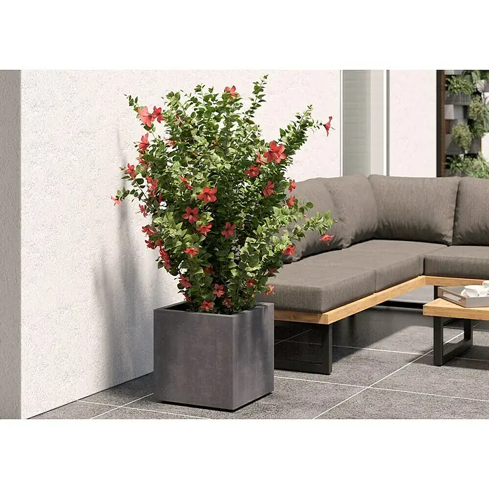 Deroma Millennium Macetero para plantas - Dimensiones externas (L x An x Al): 39 x 39 x 39 cm, Plástico, Ceniza - Este moderno espacio exterior muestra un arbusto de hibisco en flor en una elegante maceta cuadrada junto a un sofá gris.