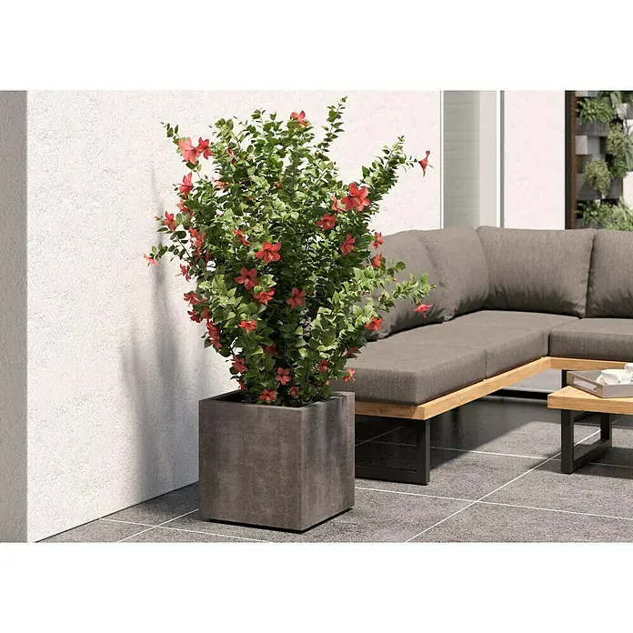 Deroma Millennium Pflanzkübel eckigL x B x H: 39 x 39 x 39 cm, Kunststoff, Sand - Ein quadratischer Pflanzkübel aus Beton mit üppiger, rot blühender Pflanze, ideal für Terrasse oder Garten.