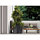 Deroma Millennium Pflanzkübel eckig (Außenmaß (L x B x H): 49 x 49 x 49 cm, Kunststoff, Ashgrey) | BAUHAUS
