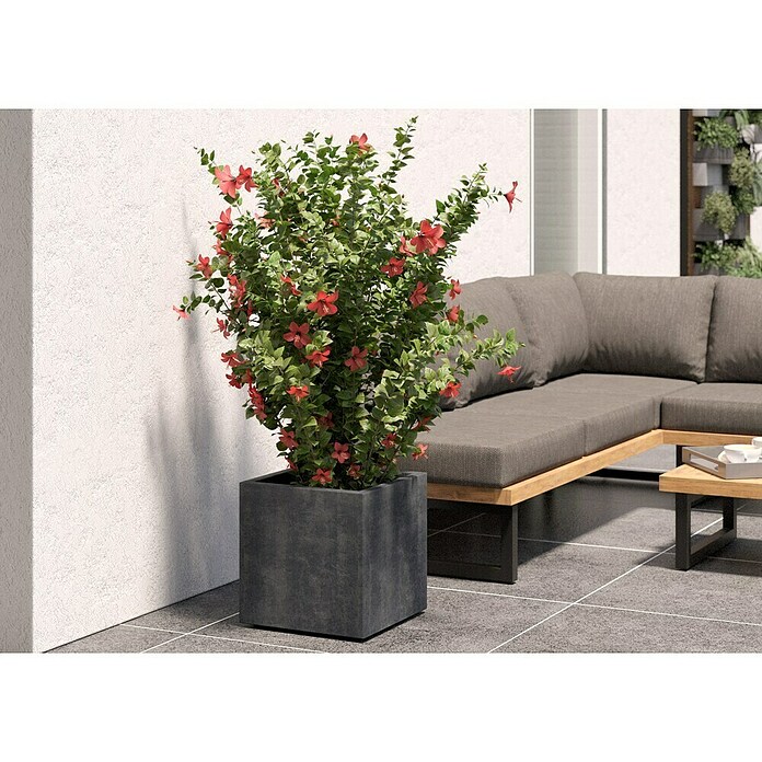 Deroma Millennium Pflanzkasten (Außenmaß (L x B x H): 39 x 39 x 39 cm, Kunststoff, Anthrazit) | BAUHAUS