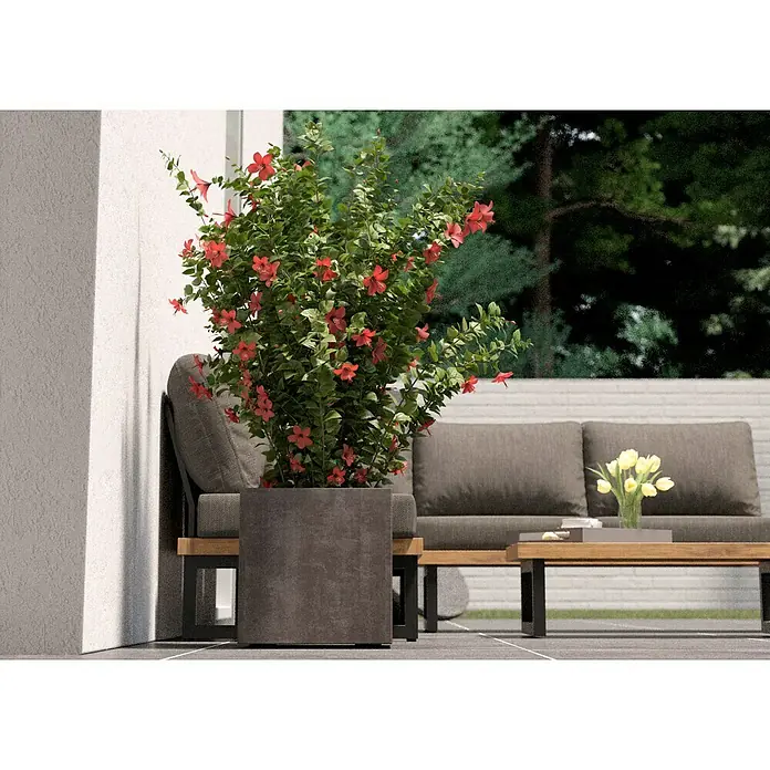 Deroma Millennium Pflanzkübel eckigL x B x H: 39 x 39 x 39 cm, Kunststoff, Sand - Moderne Außenanlage mit dekorativem Hibiskus im Topf, grauer Couch und Tisch. Ideal für entspannte Stunden im Freien.