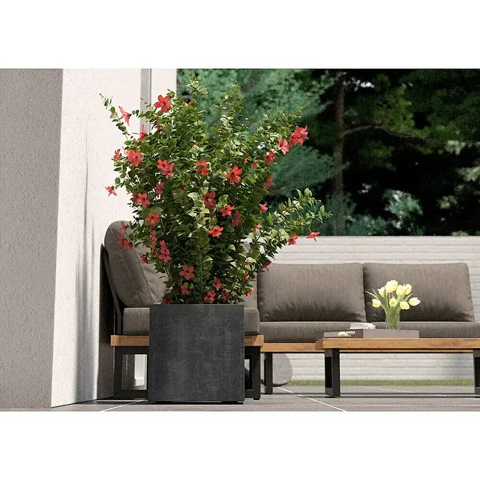Deroma Millennium Pflanzkasten - Außenmaß (L x B x H): 39 x 39 x 39 cm, Kunststoff, Anthrazit - Nahaufnahme einer Dipladenia-Pflanze in einem schwarzen Topf auf einer Terrasse, die ein natürliches und stilvolles Ambiente schafft.