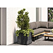 Deroma Millennium Pflanzkasten (Außenmaß (L x B x H): 49 x 49 x 49 cm, Kunststoff, Anthrazit) | BAUHAUS