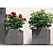 Deroma Millennium Pflanzkasten (Außenmaß (L x B x H): 25 x 25 x 25 cm, Kunststoff, Ashgrey) | BAUHAUS