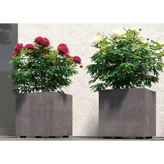 Deroma Millennium Pflanzkasten - Außenmaß (L x B x H): 25 x 25 x 25 cm, Kunststoff, Ashgrey - Zwei quadratische Pflanzgefäße mit roten und weißen Pfingstrosen vor einer weißen Wand. Sie sind aus grauem Beton gefertigt.