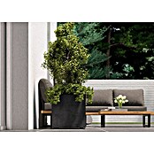 Deroma Millennium Pflanzkübel eckig (Außenmaß (L x B x H): 49 x 49 x 49 cm, Kunststoff, Ashgrey) | BAUHAUS