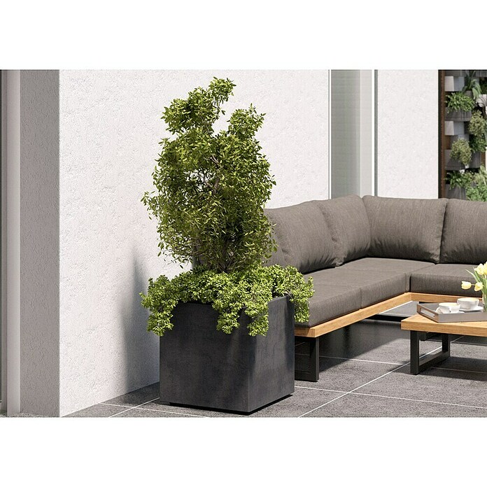 Deroma Millennium Pflanzkübel eckig (Außenmaß (L x B x H): 49 x 49 x 49 cm, Kunststoff, Ashgrey) | BAUHAUS