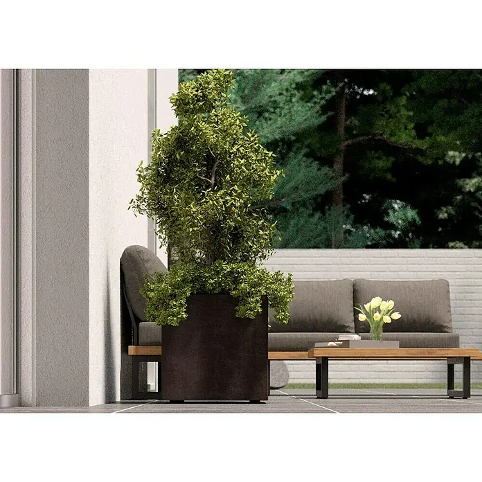 Deroma Millennium Pflanzkübel eckig - L x B x H: 49 x 49 x 49 cm, Kunststoff, Brownstone - Dunkler Pflanzkübel mit üppigem Grün steht neben einer grauen Couch und einem Holztisch auf einer Terrasse. Dekorative Elemente im Freien.