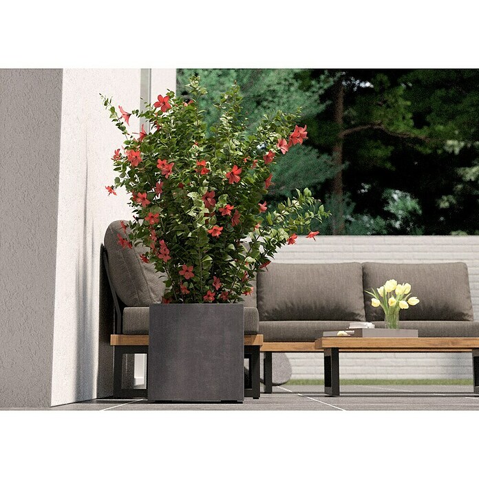 Deroma Millennium Pflanzkasten (Außenmaß (L x B x H): 39 x 39 x 39 cm, Kunststoff, Ashgrey) | BAUHAUS