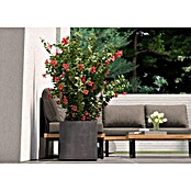 Deroma Millennium Pflanzkasten (Außenmaß (L x B x H): 39 x 39 x 39 cm, Kunststoff, Ashgrey) | BAUHAUS