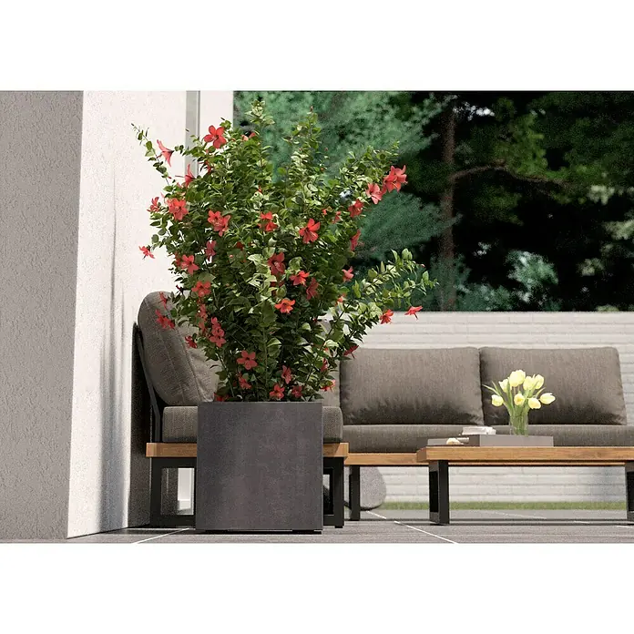 Deroma Millennium Macetero para plantas - Dimensiones externas (L x An x Al): 39 x 39 x 39 cm, Plástico, Ceniza - La imagen muestra una jardinera moderna con una planta floreciente vibrante, creando una adición elegante a cualquier espacio al aire libre.