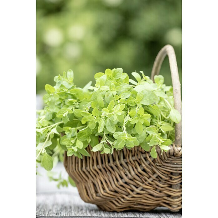 Origanum majorana 12BIO