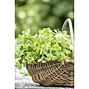 Origanum majorana 12BIO