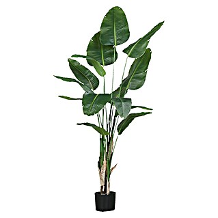 Kunstpflanze Strelizie (Höhe: 210 cm, Grün, Kunststoff)