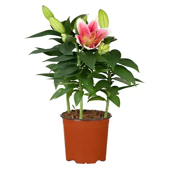 Piardino Lilie - Lilium Hybride, Weiß/Rosa/Rot - Vorderansicht