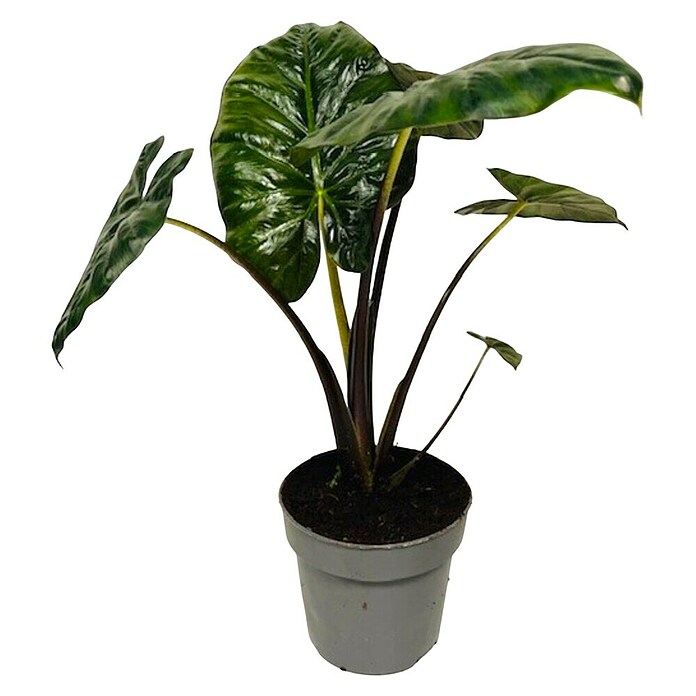 Piardino Pfeilblatt (Alocasia x amazonica ´Polly´, Topfgröße: 17 cm)