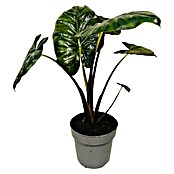 Piardino Pfeilblatt (Alocasia x amazonica ´Polly´, Topfgröße: 17 cm)