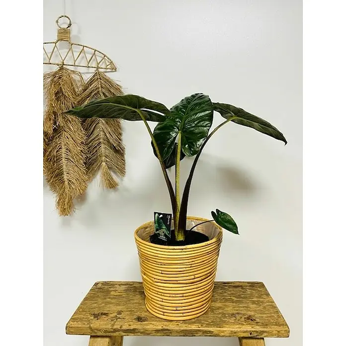 Piardino Pfeilblatt Yucatan Princes - Alocasia sarawakensis, Topfgröße: 17 cm - Nahaufnahme einer Alocasia-Pflanze mit großen, dunkelgrünen Blättern in einem gelben Korb auf einem Holztisch vor einer weißen Wand.