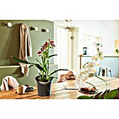 Lechuza Orchideentopf Orchidea All-In-One (L x B x H: 18,3 x 17,9 x 19,5 cm, Schiefergrau)