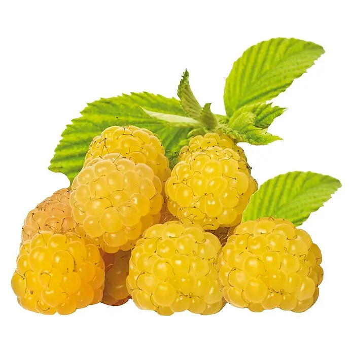 Piardino Himbeere - Rubus idaeus 'Goldkind', Erntezeit: August - Nahaufnahme von gelben Himbeeren mit grünen Blättern. Die Früchte sind reif und saftig.