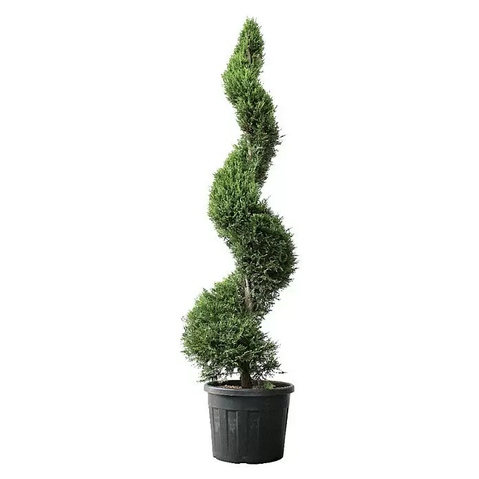 Piardino Koniferen-Mix Toskana - Cupressus Sempervirens, Topfvolumen: 18 l - Vorderansicht