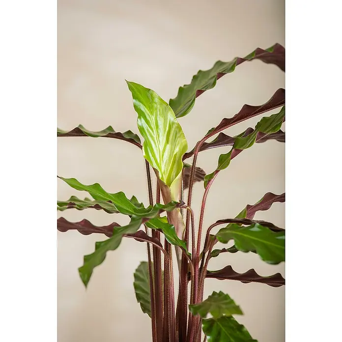 Piardino Korbmarante - Calathea rufibarba, Topfgröße: 14 cm - Nahaufnahme einer Calathea rufibarba Pflanze mit gewellten Blättern und roten Stielen, die eine elegante Zimmerpflanze zeigt.