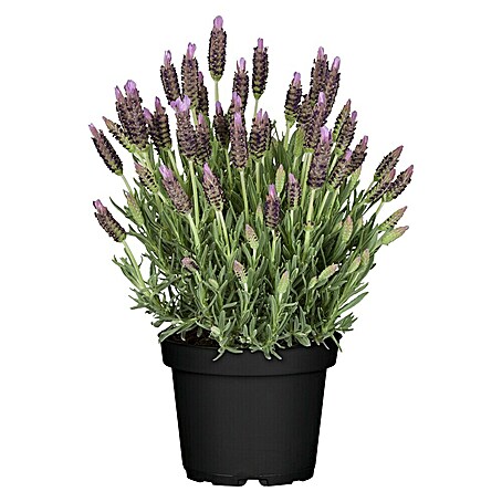 Piardino Schopflavendel (Lavandula stoechas, Topfgröße: 14 cm, Violett)