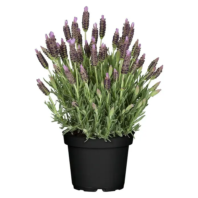 Piardino SchopflavendelLavandula stoechas, Topfgröße: 14 cm, Violett