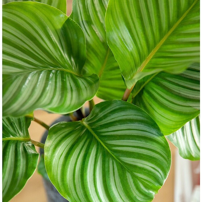 Piardino Calathea (Calathea Hybriden, Topfgröße: 13 cm) | BAUHAUS