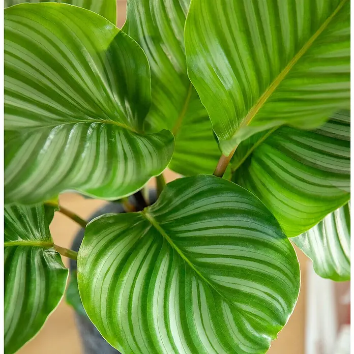 Piardino Calathea - Calathea Hybriden, Topfgröße: 13 cm - Nahaufnahme einer Calathea ornata 'Sanderiana' Zimmerpflanze mit grünen und weißen Streifen auf den Blättern, die eine tropische Atmosphäre schafft.