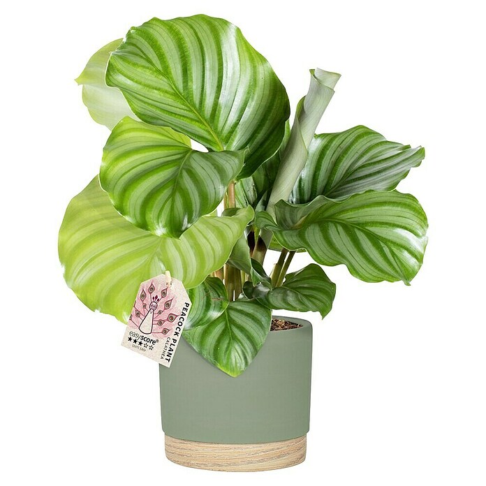 Piardino Calathea (Calathea Hybriden, Topfgröße: 13 cm) | BAUHAUS