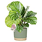 Piardino Calathea (Calathea Hybriden, Topfgröße: 13 cm) | BAUHAUS