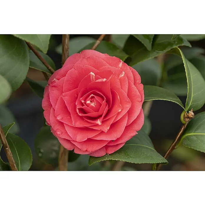 Piardino Japanische Kamelie - Camellia japonica, Topfgröße: 15 cm, Blütenfarbe: Rot/Rosa/Weiß - Eine Nahaufnahme einer leuchtend roten Kamelienblüte mit detaillierten Blütenblättern, umgeben von grünen Blättern.