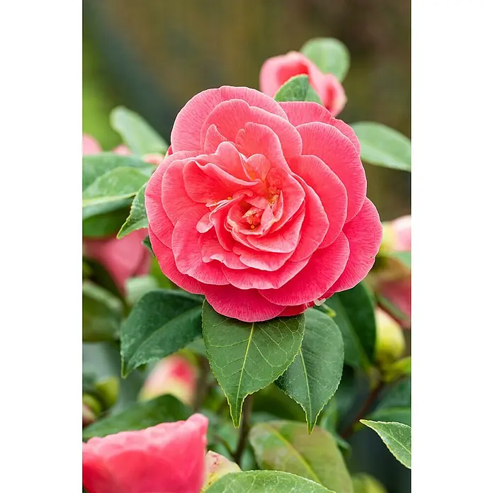 Piardino Japanische Kamelie - Camellia japonica, Topfgröße: 15 cm, Blütenfarbe: Rot/Rosa/Weiß - Nahaufnahme einer leuchtend rosa Kamelie mit üppigem Grün, die die exquisite Schönheit und die zarten Details der Blüte hervorhebt.