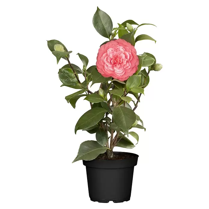 Piardino Japanische Kamelie - Camellia japonica, Topfgröße: 15 cm, Blütenfarbe: Rot/Rosa/Weiß - Topf-Kamelie mit leuchtend rosa Blüte und grünen Blättern in einem schwarzen Topf.