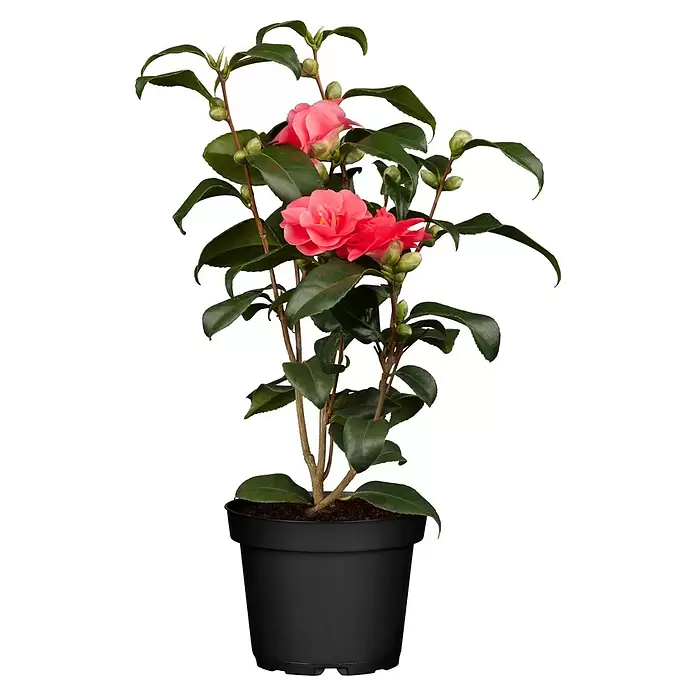 Piardino Japanische Kamelie - Camellia japonica, Topfgröße: 15 cm, Blütenfarbe: Rot/Rosa/Weiß - Rosa Kamelienpflanze mit grünen Blättern und Knospen in einem schwarzen Topf.