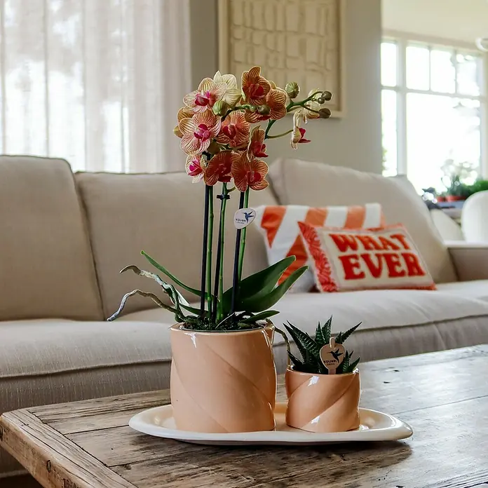 Piardino Schmetterlingsorchidee Arrangement Optim Orange - Topfgröße: 18 cm - Nahaufnahme von Topfpflanzen mit einer Orchidee und einer Sukkulente auf einem Holztisch mit beigen Möbeln im Hintergrund.