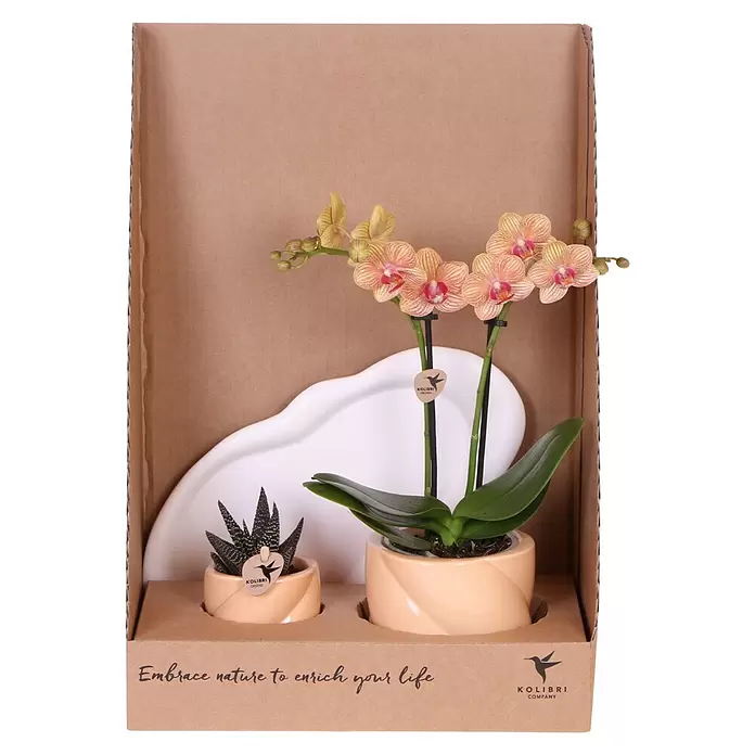 Piardino Schmetterlingsorchidee Arrangement Optim Orange - Topfgröße: 18 cm - Zwei Topfpflanzen, eine Orchidee und eine Sukkulente, in pfirsichfarbenen Keramiktöpfen, verpackt in einer braunen Karton-Geschenkbox.