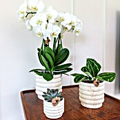 Piardino Zimmerpflanzen-Arrangement Slow Living (Topfgröße: 18 cm) | BAUHAUS