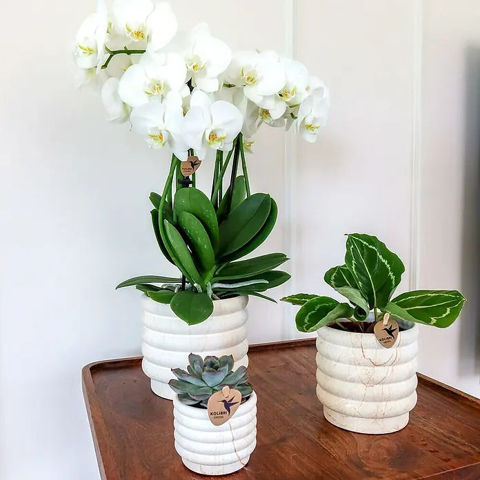Piardino Schmetterlingsorchidee Arrangement Slow Living - Topfgröße: 18 cm - Arrangement von Pflanzen in weißen Töpfen, darunter eine Orchidee, eine Sukkulente und eine Calathea, auf einem Holztablett.